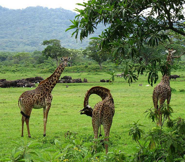 day tour arusha park