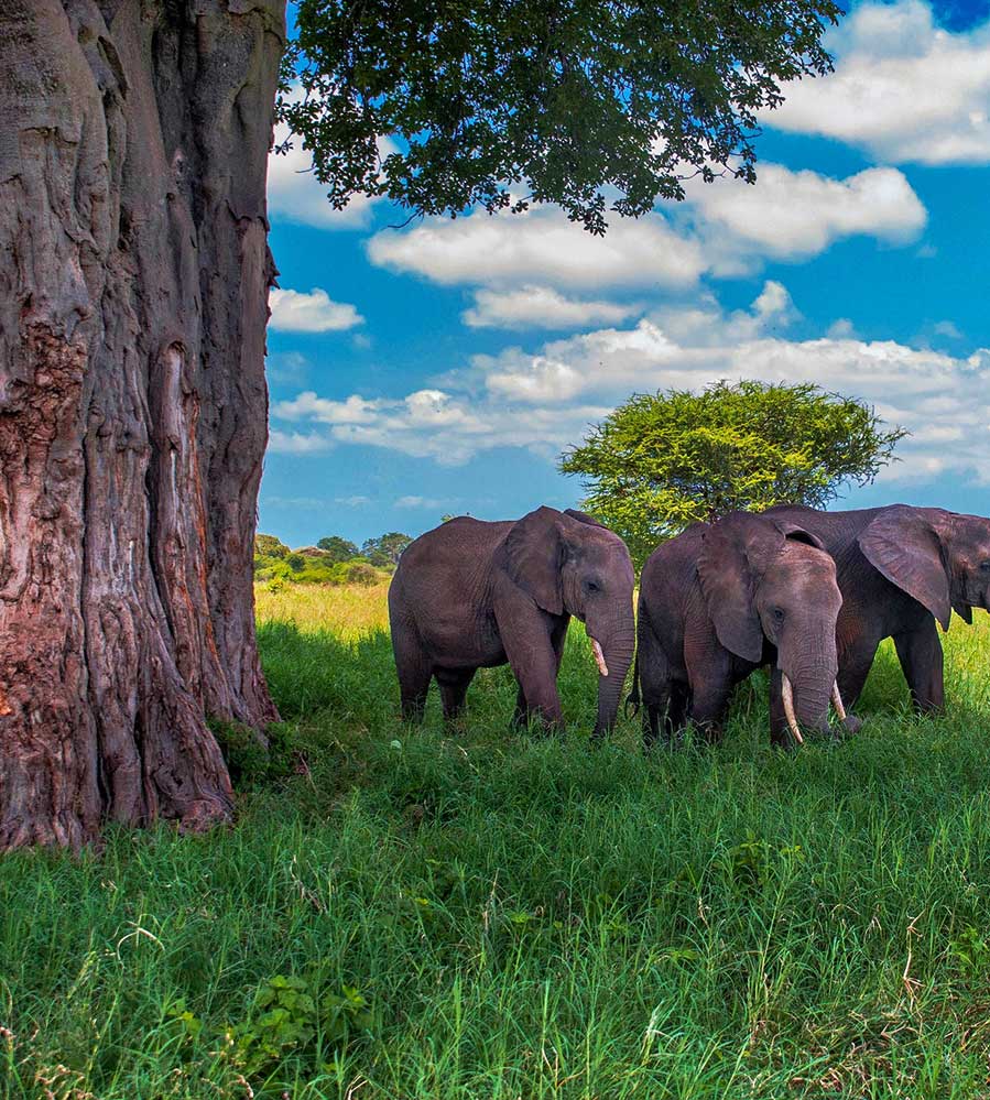 elephants and baobab tree tarangire