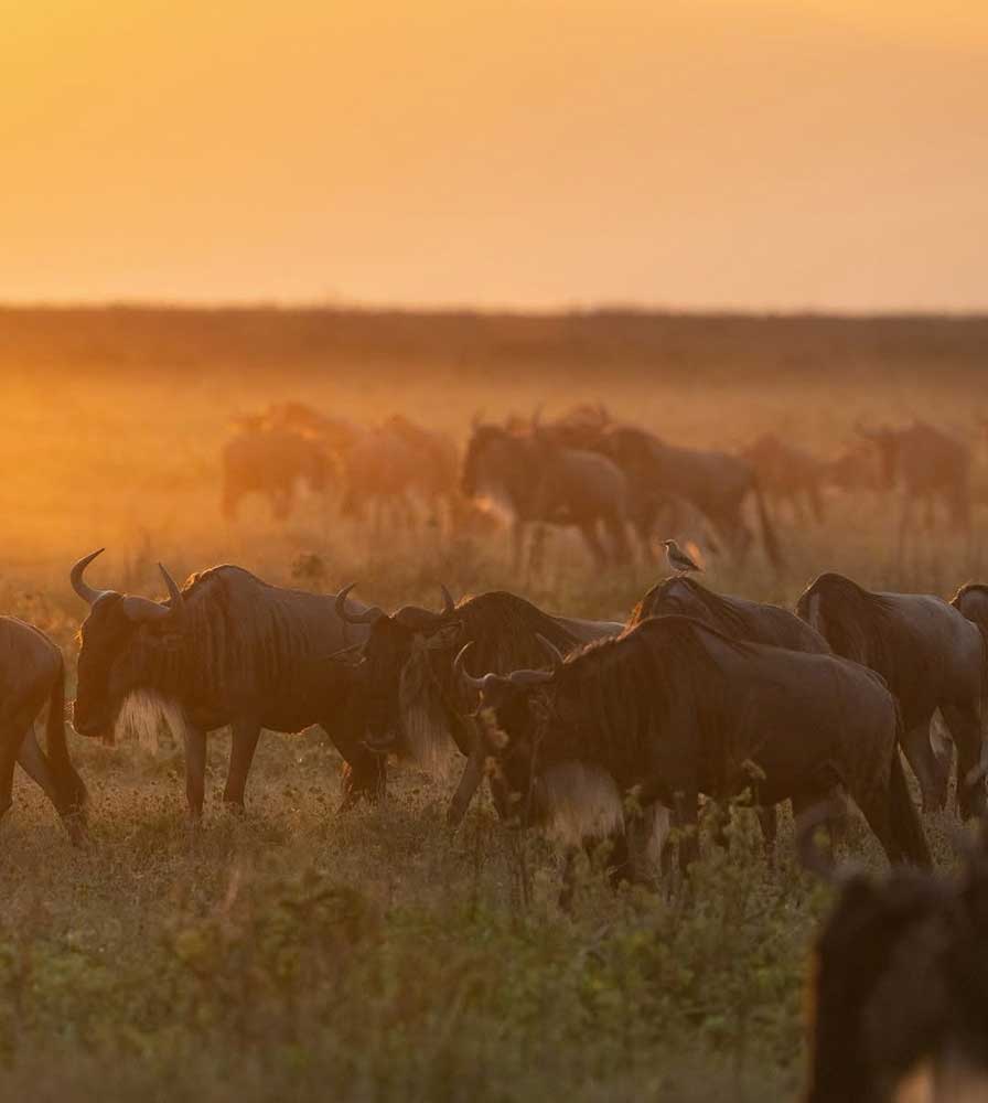 great migration serengeti