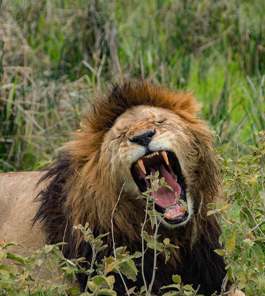 lion king ngorongoro crater