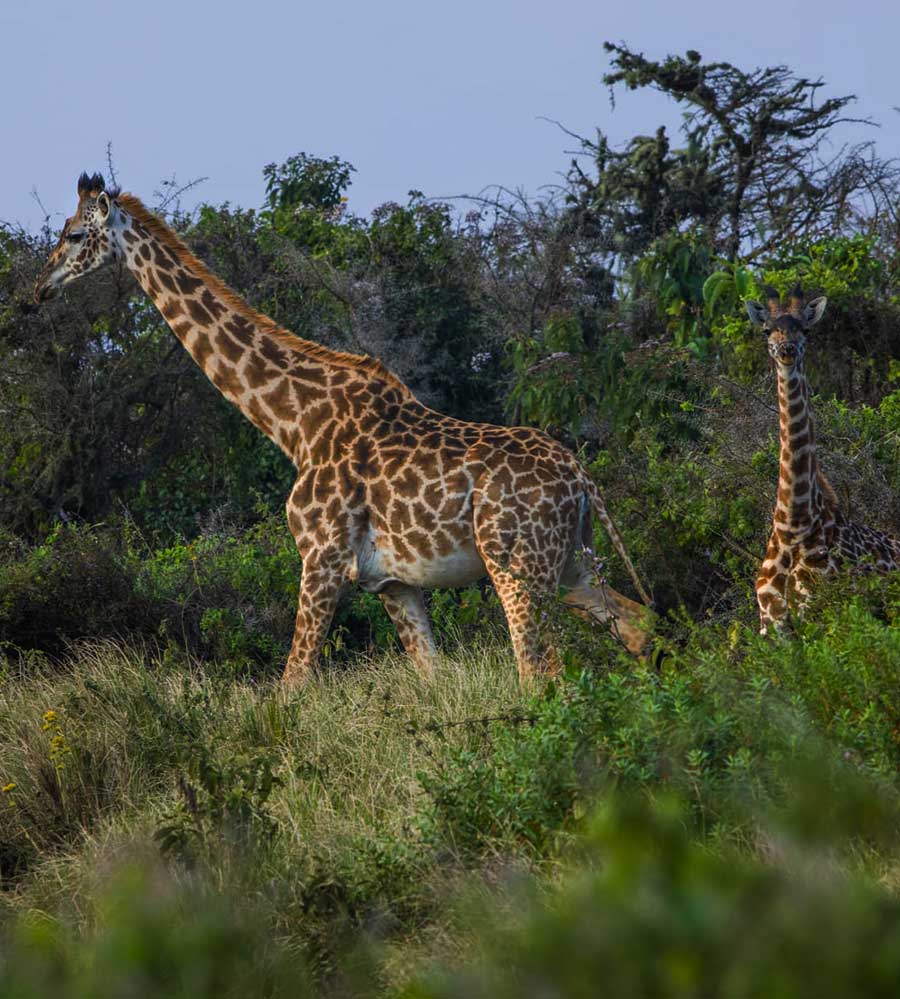 masai giraffe ngorongoro