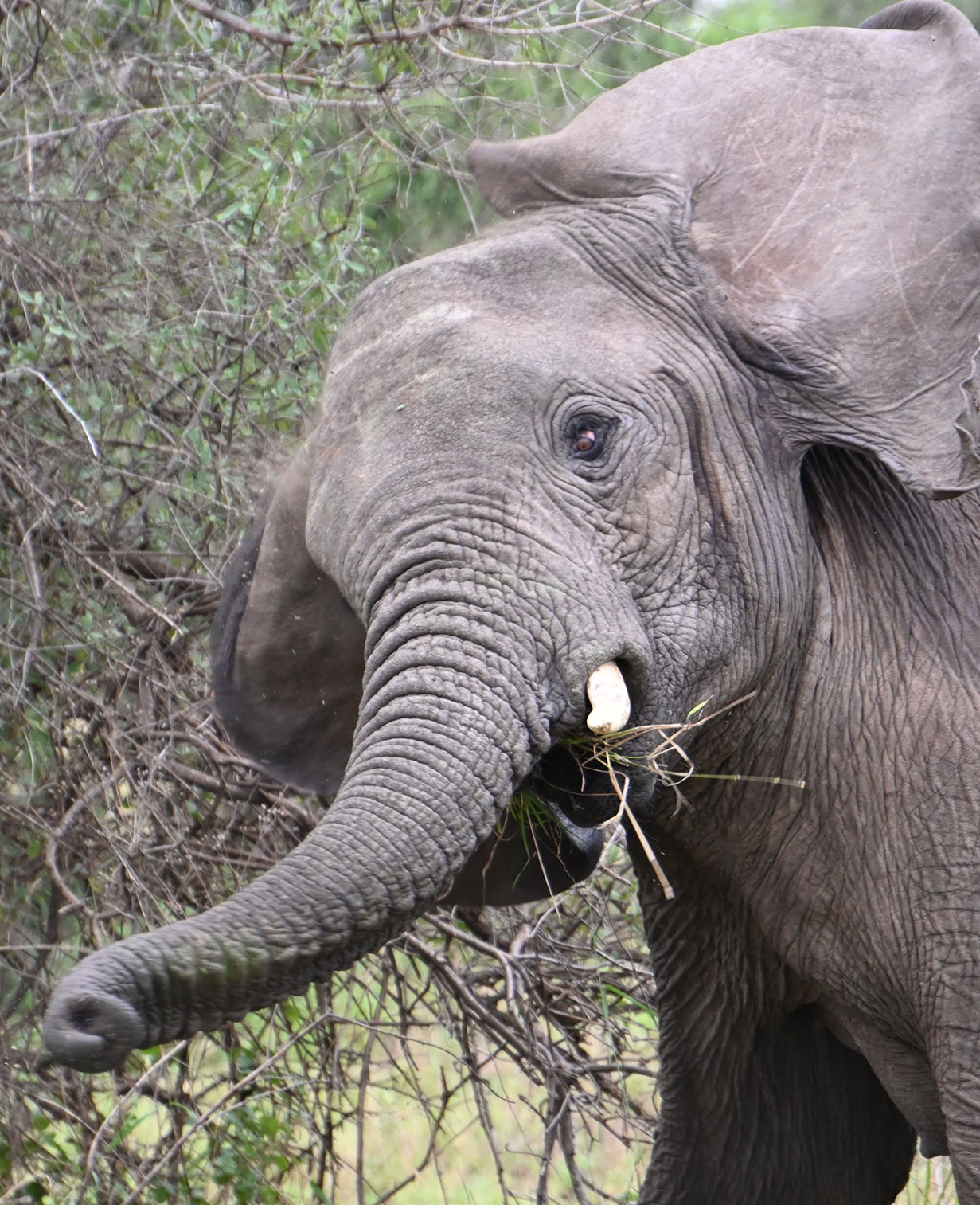 elephant of tarangire national park