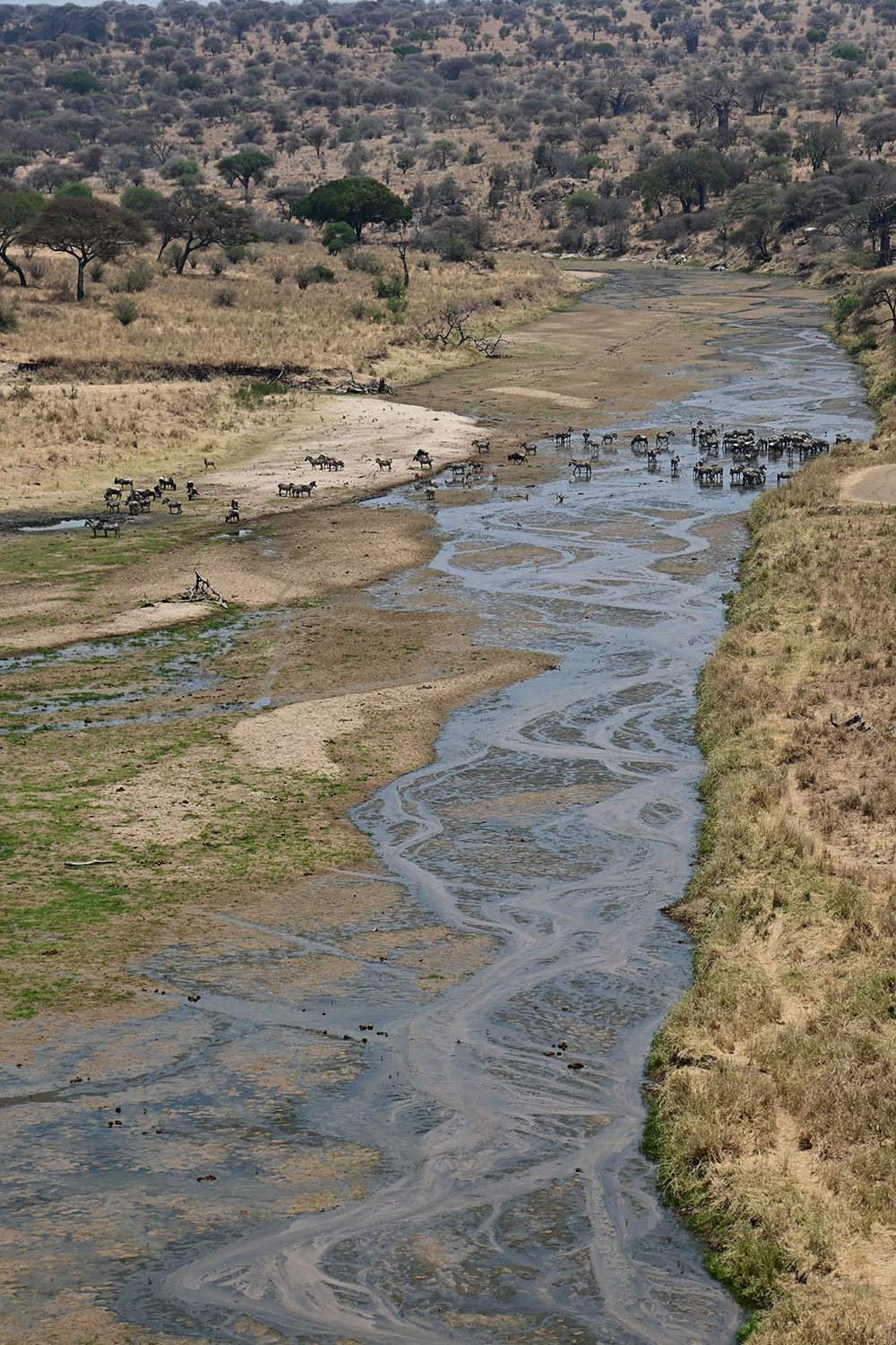 tarangire river safari