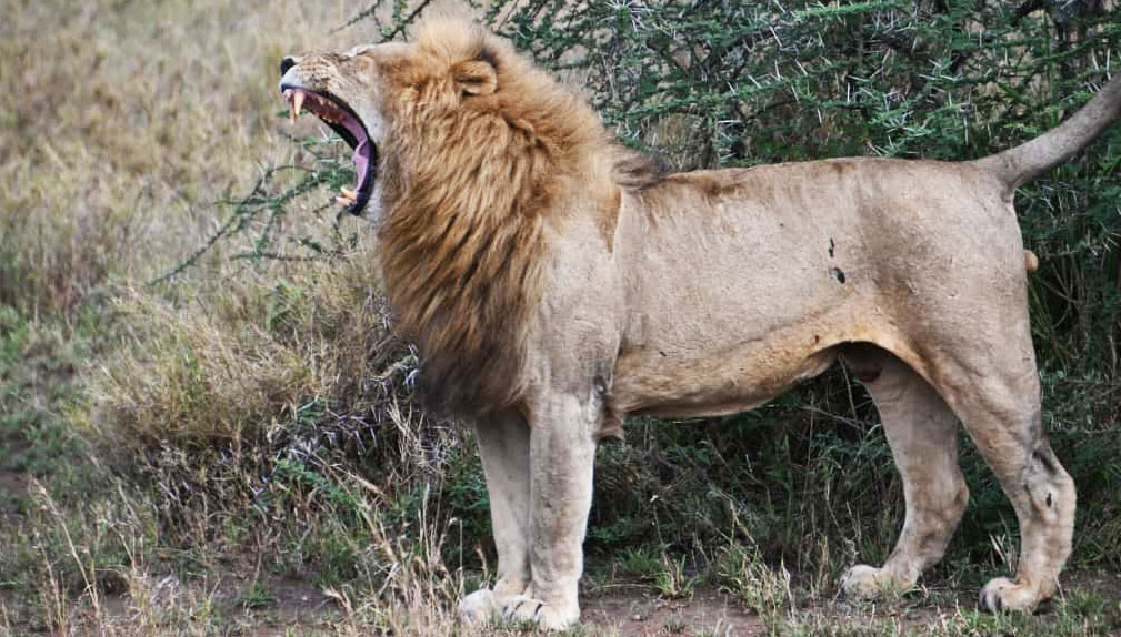 wildlife safaris tanzania